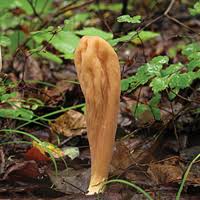 Attēlu rezultāti vaicājumam “Clavariadelphus ligula”