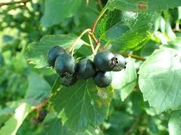 Attēlu rezultāti vaicājumam “Listera ovata fruit”