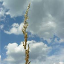 Attēlu rezultāti vaicājumam “Corynephorus canescens fruit”