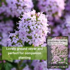 Attēlu rezultāti vaicājumam “Thymus serpyllum flower”