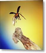 Attēlu rezultāti vaicājumam “Phyllotreta sp.”