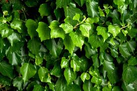 Attēlu rezultāti vaicājumam “Hedera helix  leaf”