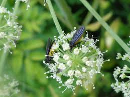 Attēlu rezultāti vaicājumam “Sciara analis”