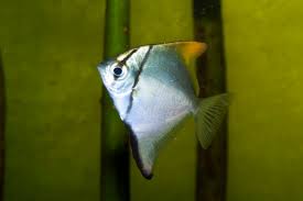 Image result for Siganus rivulatus