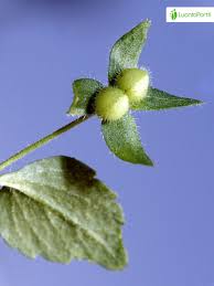 Attēlu rezultāti vaicājumam “Veronica agrestis leaf”