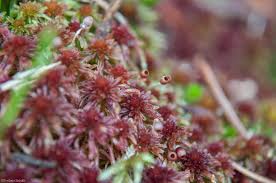 Attēlu rezultāti vaicājumam “Sphagnum quinquefarium”