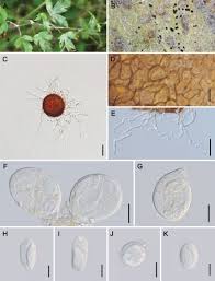 Attēlu rezultāti vaicājumam “Erysiphe galeopsidis”