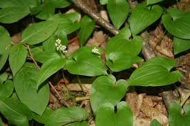 Attēlu rezultāti vaicājumam “Maianthemum bifolium”