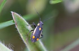 Attēlu rezultāti vaicājumam “Capsodes gothicus”