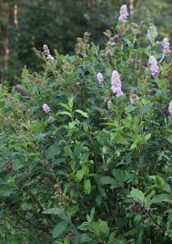 Attēlu rezultāti vaicājumam “Spiraea salicifolia”