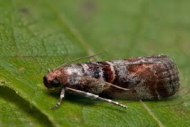 Attēlu rezultāti vaicājumam “Acrobasis advenella”