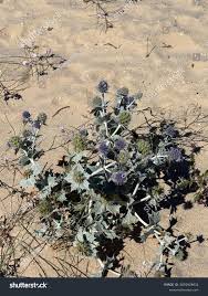 Attēlu rezultāti vaicājumam “Eryngium maritimum leaf”