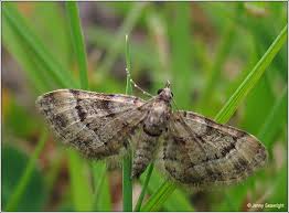 Attēlu rezultāti vaicājumam “Gymnoscelis rufifasciata”