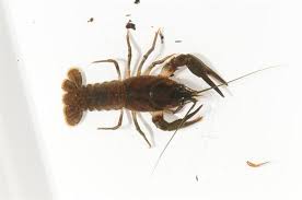 Attēlu rezultāti vaicājumam “Astacus astacus”