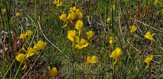 Attēlu rezultāti vaicājumam “Utricularia intermedia flower”