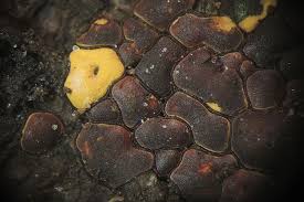 Attēlu rezultāti vaicājumam “Perichaena depressa”