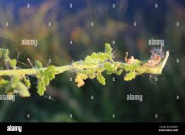 Image result for Chenopodium botrys
