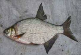 Image result for Blicca bjoerkna