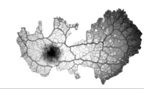Attēlu rezultāti vaicājumam “Physarum cf. diderma macro”