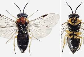 Attēlu rezultāti vaicājumam “Diprionidae”