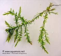 Attēlu rezultāti vaicājumam “Fontinalis antipyretica”