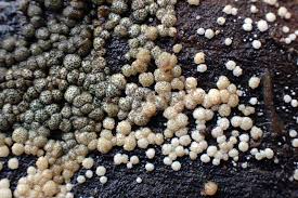 Attēlu rezultāti vaicājumam “Hypocrea gelatinosa”