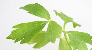 Image result for Liebstöckel