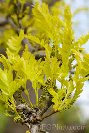 Attēlu rezultāti vaicājumam “Gleditsia triacanthos flower”