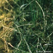 Attēlu rezultāti vaicājumam “Carex pauciflora”