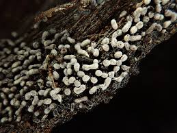 Attēlu rezultāti vaicājumam “Cribraria violacea”