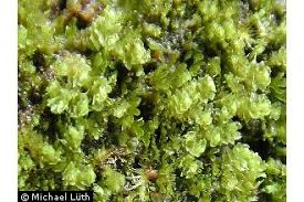 Attēlu rezultāti vaicājumam “Tritomaria exsectiformis”