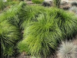 Attēlu rezultāti vaicājumam “Carex montana”