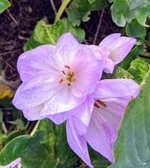 Attēlu rezultāti vaicājumam “Colchicaceae”
