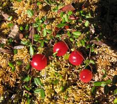 Attēlu rezultāti vaicājumam “Oxycoccus microcarpus”