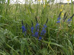 Image result for Veronica teucrium