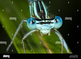 Attēlu rezultāti vaicājumam “Platycnemis pennipes male”