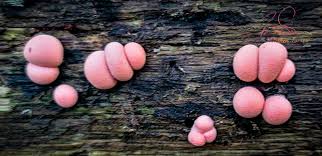 Attēlu rezultāti vaicājumam “Lycogala leopardinum young”