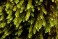 Attēlu rezultāti vaicājumam “Leucodon sciuroides”