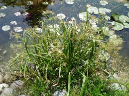 Attēlu rezultāti vaicājumam “Scirpus sylvaticus leaf”