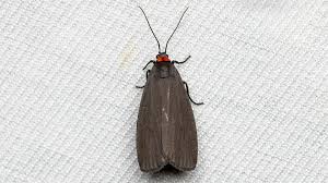 Attēlu rezultāti vaicājumam “Atolmis rubricollis”