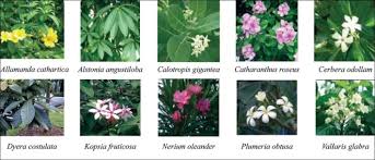 Attēlu rezultāti vaicājumam “Apocynaceae”