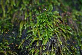 Attēlu rezultāti vaicājumam “Brachythecium rivulare sporophyte”