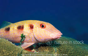 Image result for Pseudupeneus maculatus