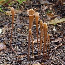 Attēlu rezultāti vaicājumam “Macrotyphula juncea”