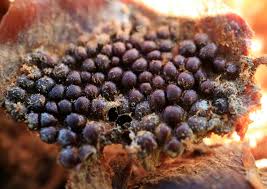 Attēlu rezultāti vaicājumam “Pucciniastrum areolatum”