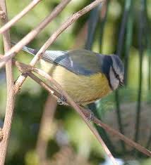 Attēlu rezultāti vaicājumam “Licea testudinacea”