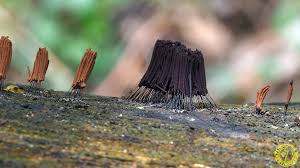 Attēlu rezultāti vaicājumam “Stemonitis lignicola”