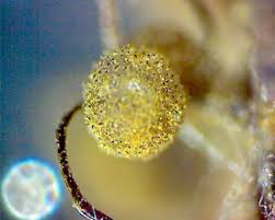 Attēlu rezultāti vaicājumam “Cribraria splendens macro”