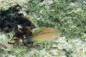 Image result for Scarus taeniopterus