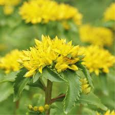 Attēlu rezultāti vaicājumam “Sedum aizoon”